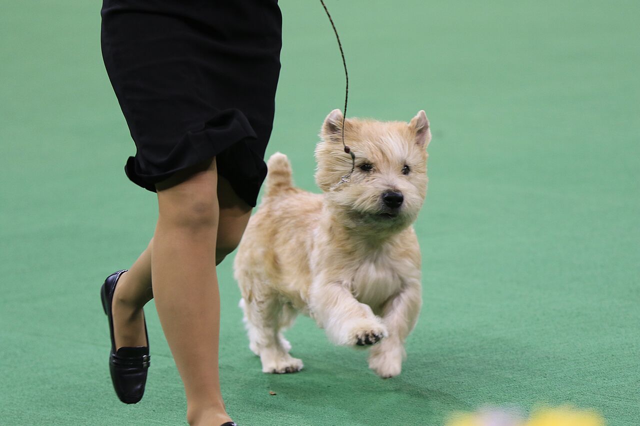 Win tickets to the Westminster Kennel Club Dog Show!