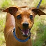 Study Find What Type of Music Dogs Enjoy Most