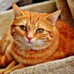 This Year’s Westminster Dog Show will have cats!