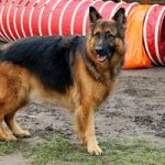 German Shepherd Wins Westminster Dog Show
