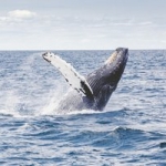 Humpback Whale Nearly Capsizes Boat in NYC Waters