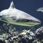Michael Phelps to race Great White Shark this weekend!