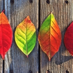 5 Things That Always Go on Sale in October