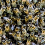Beekeeper keeps his cool & continues driving after thousands of bees get loose