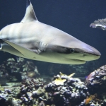 Dozens of sharks are heading to New York