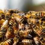 YIKES – 20 Thousand Bees Swarm Times Square