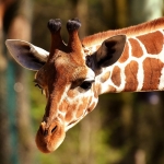 April the giraffe is pregnant again
