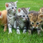 Get Paid to Cuddle With Cats