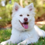 A Dog Uses Money to Buy His Own Treats (VIDEO)