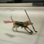 Watch the World’s First Ice-Skating & Hockey Playing Dog