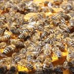 Watch: Man stuffs live bees down his shirt