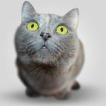 JFK Airport is opening a $65 million pet terminal
