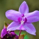 The Orchid Show is coming to the NY Botanical Garden